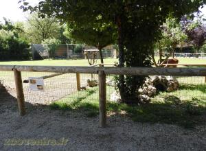 Tortue d’Hermann - Tortue grecque