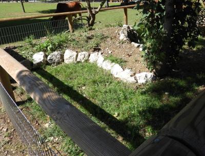 Tortue d’Hermann - Tortue grecque