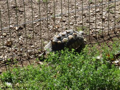 Tortue grecque