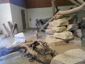 Chat des sables