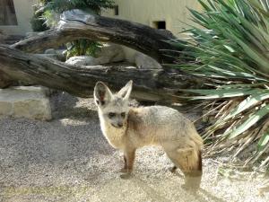 Otocyon