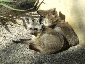 Otocyon