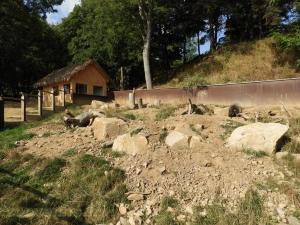 Suricate - Porc-épic à crète