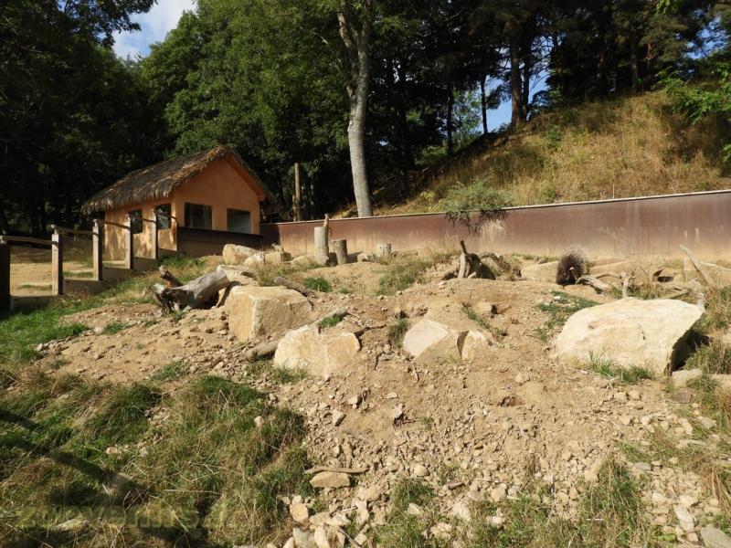 Suricate - Porc-épic à crète