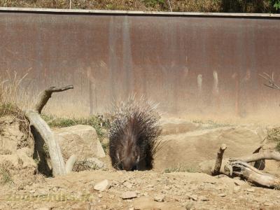Porc-épic à crète