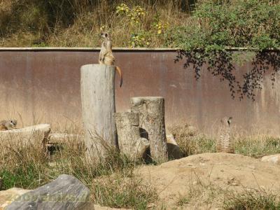Suricate