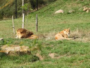 Lion d'Afrique