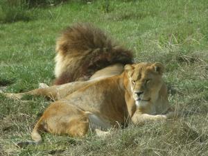 Lion d'Afrique 