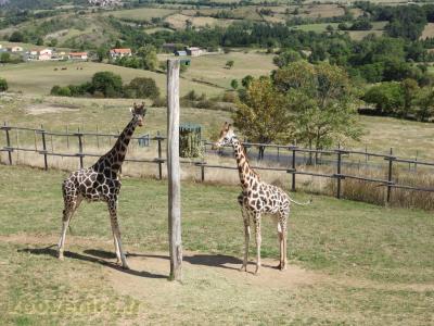 Girafe de Rothschild