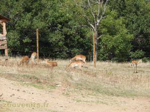 Cobe de Lechwe