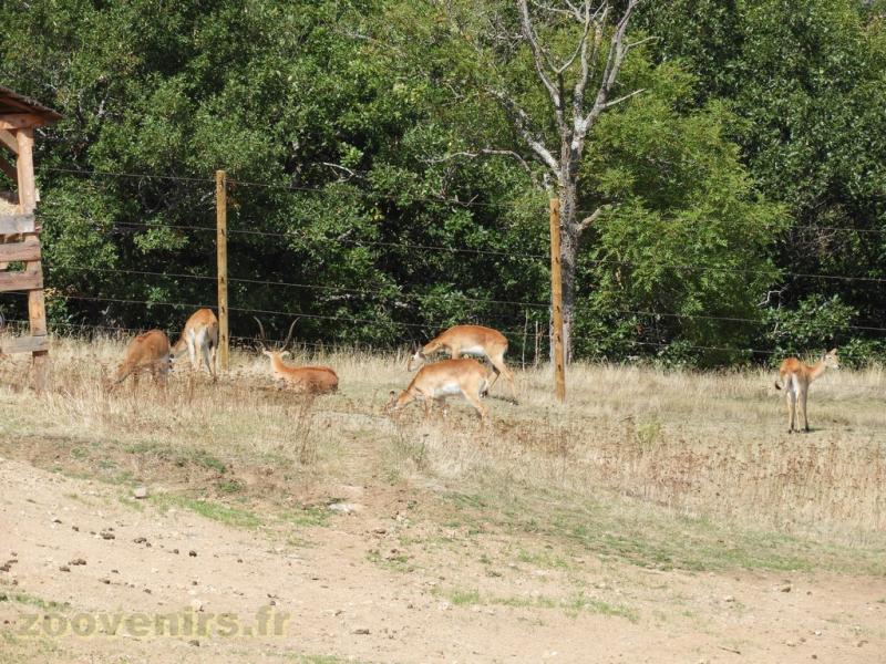 Cobe de Lechwe