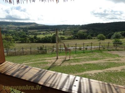 Girafe de Rothschild