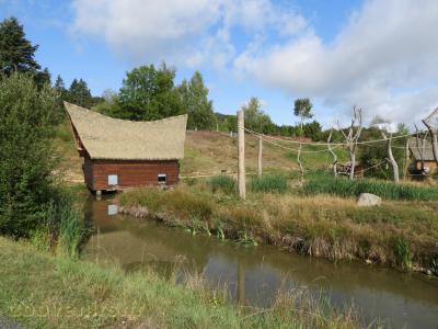 Atèle à ventre blanc
