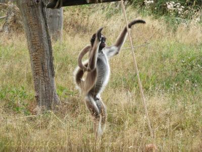 Atèle à ventre blanc