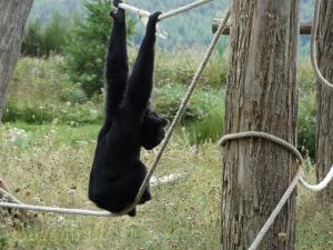 Siamang