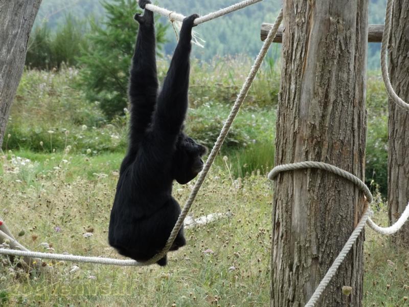 Siamang