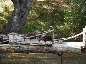 Loutre naine d'Asie