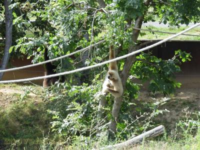 Gibbon à mains blanches