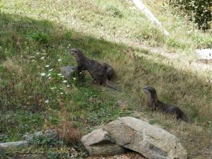 Loutre naine d'Asie