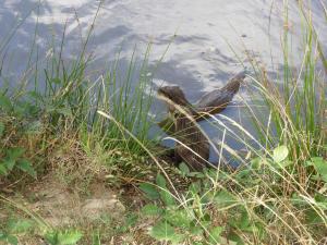 Loutre naine d'Asie
