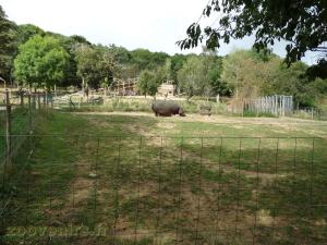Hippopotame