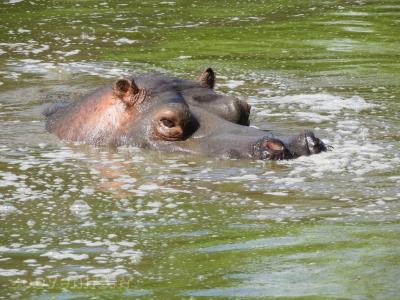 Hippopotame