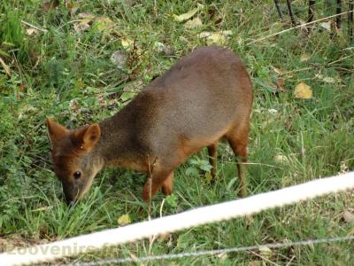 Pudu 