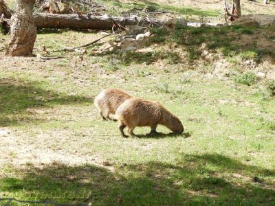 Capybara