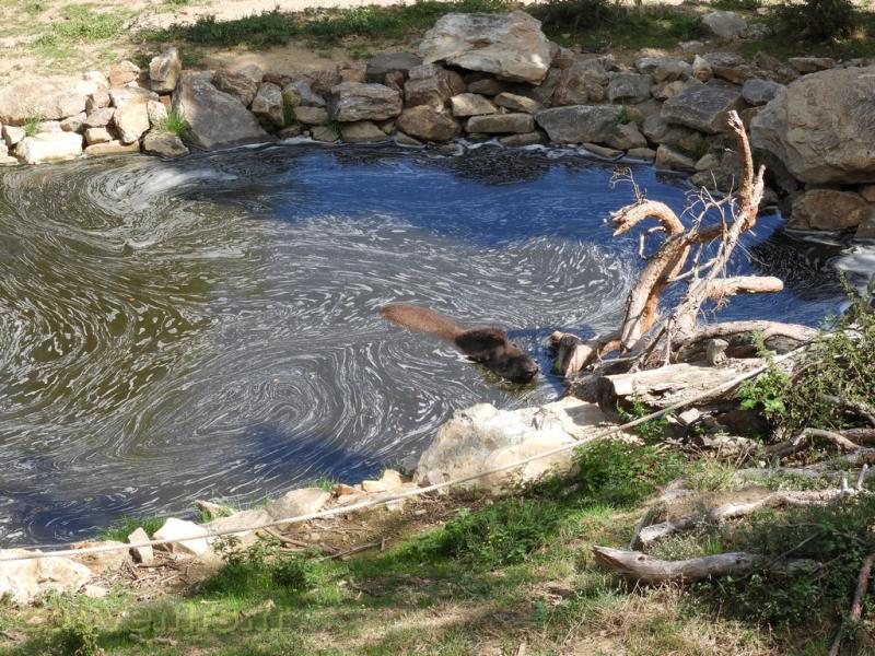Tapir terrestre