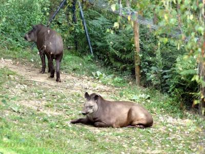 Tapir terrestre