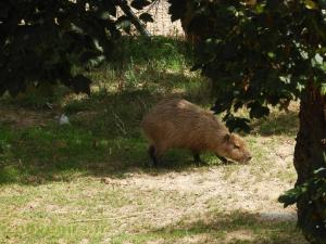 Capybara