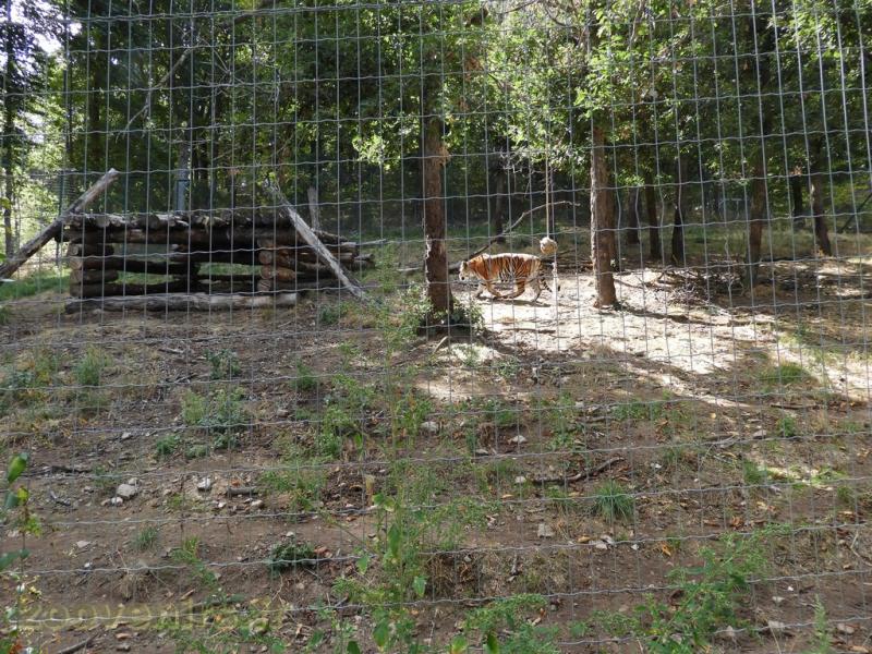 Tigre