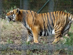 Tigre