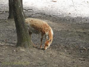 Vigogne