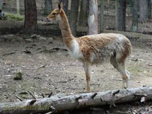 Vigogne