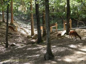 Cerf sika
