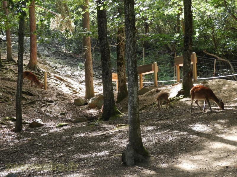 Cerf sika