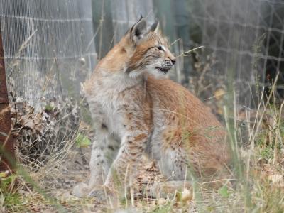 Lynx d'Eurasie