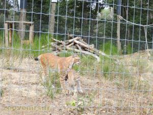 Lynx d'Eurasie 