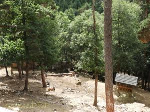 Markhor