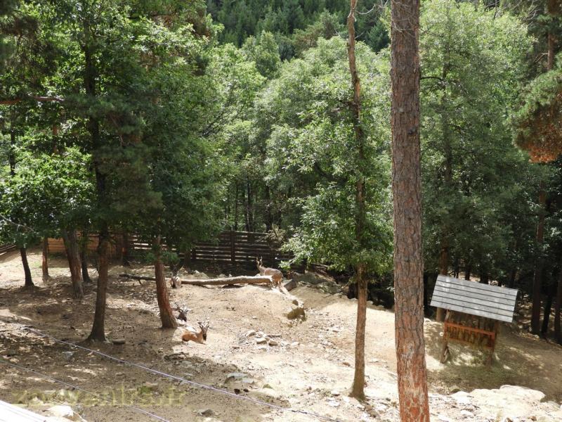 Markhor