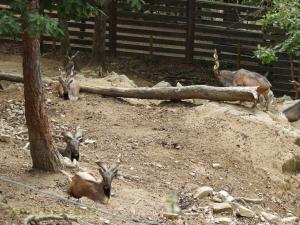 Markhor