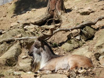 Markhor