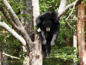 Ours noir du Tibet