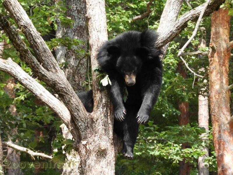 Ours noir du Tibet