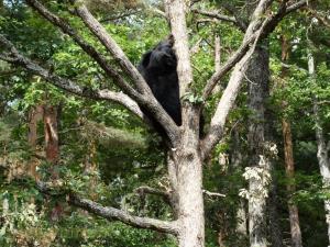 Ours noir du Tibet
