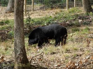 Ours noir du Tibet 