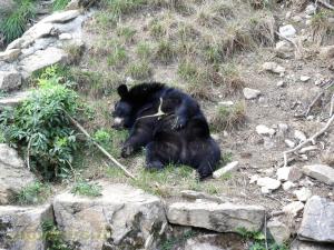 Ours noir du Tibet