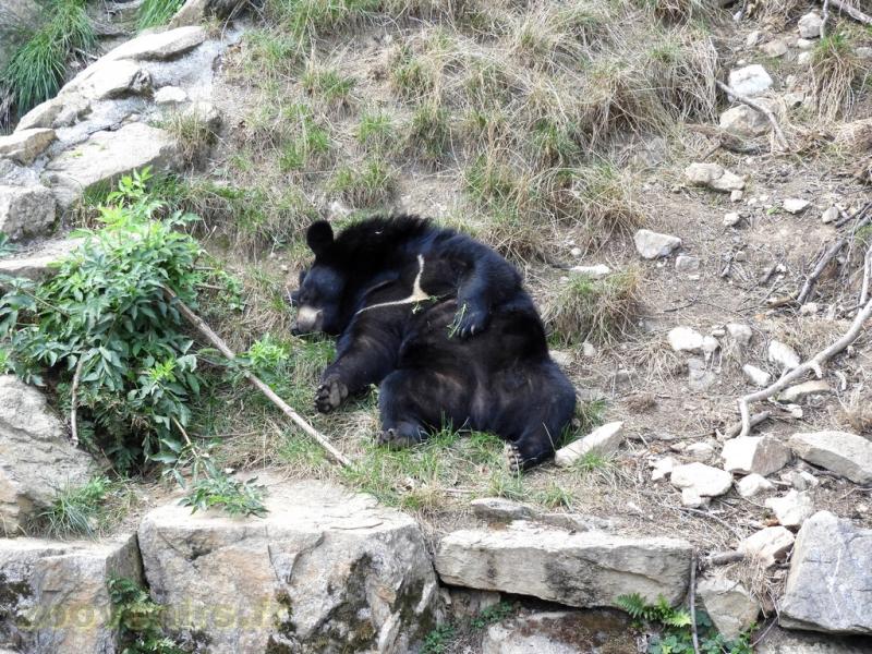 Ours noir du Tibet