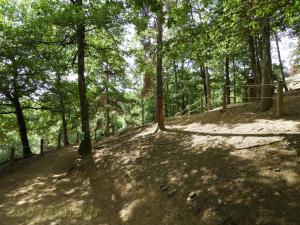 Chamois - Bouquetin des Alpes